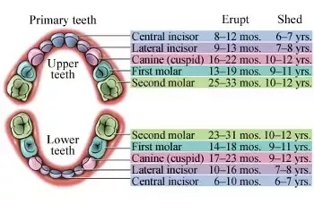 Hành trình mọc răng sữa: Những điều cha mẹ cần biết.